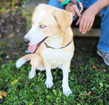 Maggie -  Labrador Retriever Dog for Adoption in Maynardville, Tennessee - Maggie | PetCurious