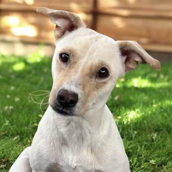 Spaniel and Terrier Dogs Available for Adoption in San Diego, California - Emmy | PetCurious