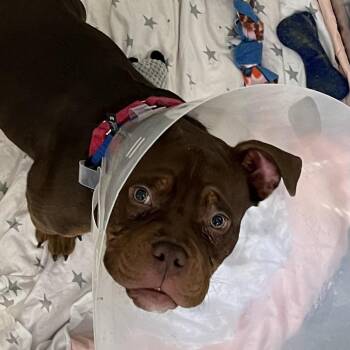 American Bulldog Dogs Available for Adoption - Weasel | PetCurious