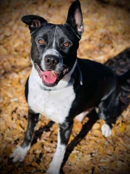 Border Collie and American Bully Dogs Available for Adoption - Archie | PetCurious