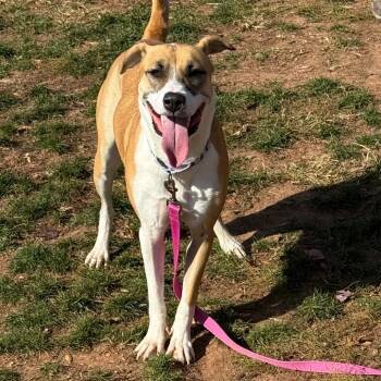 Rescue Pit Bull Terrier and Boxer Dogs for Adoption in York, Pennsylvania - London | PetCurious