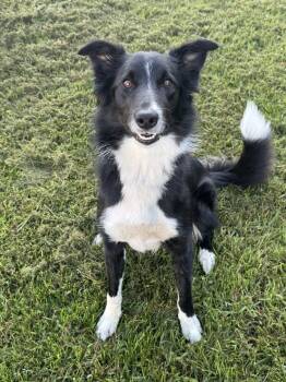 Oreo -  Border Collie Dog for Adoption in Lancaster, Pennsylvania - Oreo | PetCurious