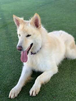 Mia -  German Shepherd Dog Dog for Adoption in San Diego, California - Mia | PetCurious
