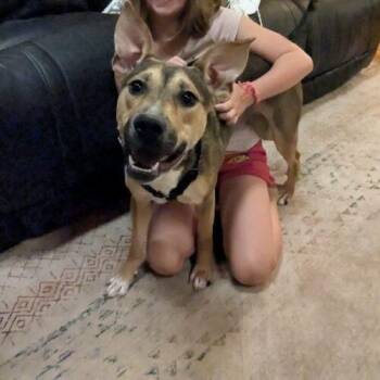Luna -  Shepherd Dog for Adoption in Christiansburg, Virginia - Luna | PetCurious