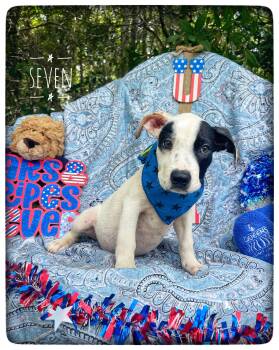 Seven -  American Bulldog and Pit Bull Terrier Dog for Adoption in Sebring, Florida - Seven | PetCurious
