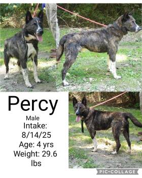 Rescue Cattle Dog Dogs for Adoption in Staffordsville, Kentucky - Percy | PetCurious