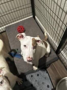 Terrier Dogs Available for Adoption - Norris | PetCurious