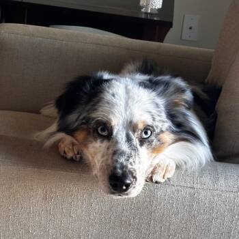 Australian Shepherd Dogs Available for Adoption in Alexandria, Virginia - Boone | PetCurious