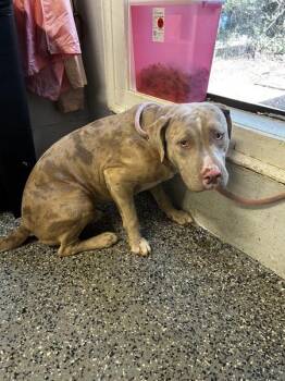 Kodiak -  Pit Bull Terrier Dog for Adoption in Mobile, Alabama - Kodiak | PetCurious