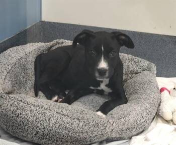 PEANUT -  Pit Bull Terrier and Labrador Retriever Dog for Adoption in St. Louis, Missouri - PEANUT | PetCurious