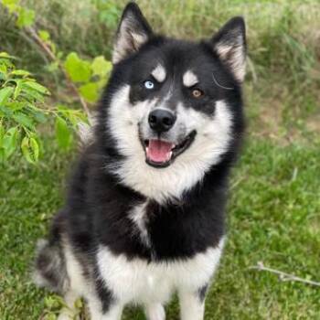 Avalanche -  Mixed Breed Dog for Adoption in Davenport, Iowa - Avalanche | PetCurious