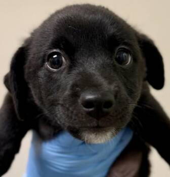 Sweater -  Terrier Dog for Adoption in Walnut Creek, California - Sweater | PetCurious