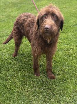 NESTLE (ohiosdrescu(at)gmail.com -  Labradoodle Dog for Adoption in Rossford, Ohio - NESTLE (ohiosdrescu(at)gmail.com | PetCurious