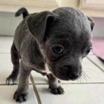 Bluebelle -  Chihuahua Dog for Adoption in Liverpool, Texas - Bluebelle | PetCurious