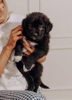 Shepherd and Mixed Breed Dogs Available for Adoption - Rocket | PetCurious