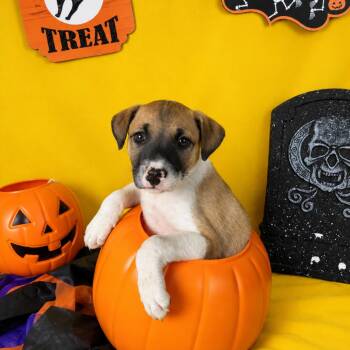 Bella -  Jack Russell Terrier Dog for Adoption in Fresno, California - Bella | PetCurious
