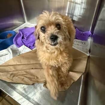 Jilisa -  Maltese and Terrier Dog for Adoption in Helena, Alabama - Jilisa | PetCurious