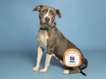 VELMA -  Pit Bull Terrier Dog for Adoption in Phoenix, Arizona - VELMA | PetCurious