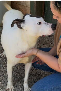 Rescue Pit Bull Terrier Dogs for Adoption in Douglasville, Georgia - Wesley | PetCurious