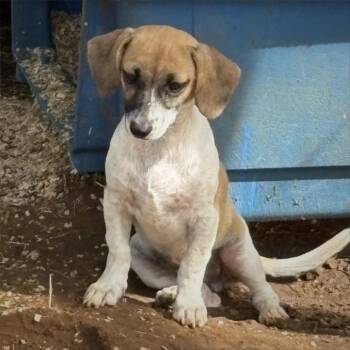 Beagle and Chihuahua Dogs Available for Adoption in San Antonio, Texas - Caboose | PetCurious