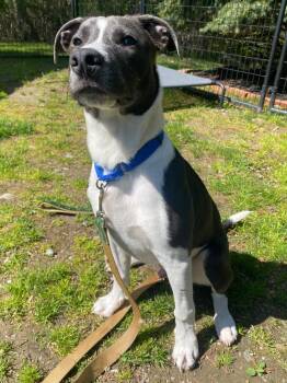 Labrador Retriever and Mixed Breed Dogs Available for Adoption in Fall River, Massachusetts - Neptune | PetCurious