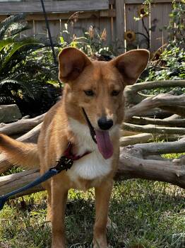 Yuca - CO -  German Shepherd Dog Dog for Adoption in Magnolia, Texas - Yuca - CO | PetCurious