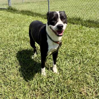 Lucy -  Mixed Breed Dog for Adoption in Myrtle Beach, South Carolina - Lucy | PetCurious