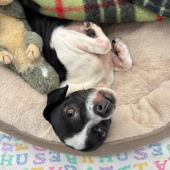 Flower -  Chihuahua Dog for Adoption in Tulsa, Oklahoma - Flower | PetCurious