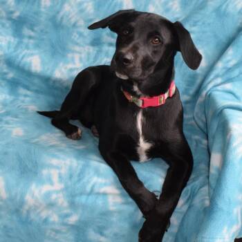 Izzy -  Labrador Retriever and Border Collie Dog for Adoption in Eureka, California - Izzy | PetCurious