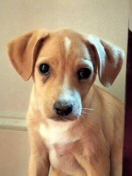 Leon -  Chihuahua and Terrier Dog for Adoption in Bedford Hills, New York - Leon | PetCurious