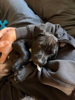 Everett (AVAILABLE 11/12) -  Pit Bull Terrier Dog for Adoption in Leverett, Massachusetts - Everett (AVAILABLE 11/12) | PetCurious