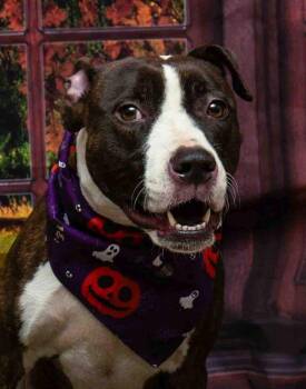 Rescue Terrier Dogs for Adoption in Sanford, Florida - Brownie | PetCurious