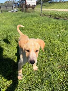 Cream -  Spaniel Dog for Adoption in Metter, Georgia - Cream | PetCurious