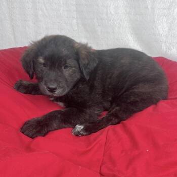 Australian Shepherd and Labrador Retriever Dogs Available for Adoption in Atlanta, Texas - Pete | PetCurious