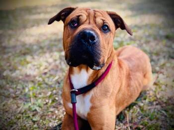 Shar Pei and Mixed Breed Dogs Available for Adoption - PERIDOT | PetCurious