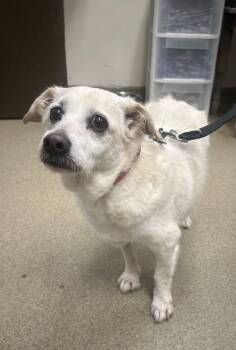 Parson Russell Terrier and Mixed Breed Dogs Available for Adoption - Toby | PetCurious