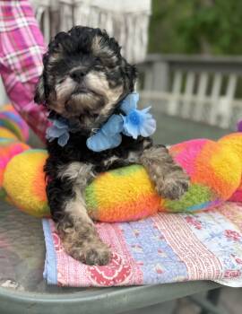Yorkie Poo and Poodle Dogs Available for Adoption - Weebles | PetCurious