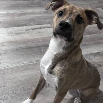 Copper -  Mixed Breed Dog for Adoption in Corinth, Mississippi - Copper | PetCurious