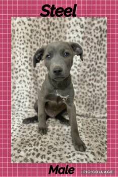 Steel -  Labrador Retriever Dog for Adoption in Manchester, Connecticut - Steel | PetCurious