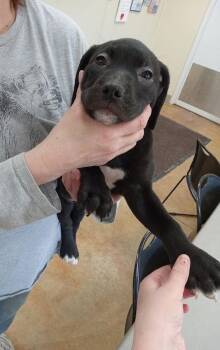 Pit Bull Terrier and Labrador Retriever Dogs Available for Adoption - Dana | PetCurious