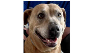 Rescue Weimaraner and Mixed Breed Dogs for Adoption in Ladson, South Carolina - Princess | PetCurious