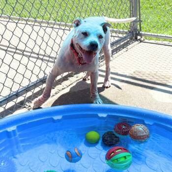 Lola -  Pit Bull Terrier Dog for Adoption in Nashville, Tennessee - Lola | PetCurious
