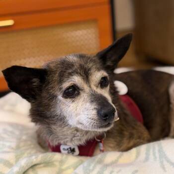 Pool Party 14142 -  Chihuahua Dog for Adoption in San Francisco, California - Pool Party 14142 | PetCurious