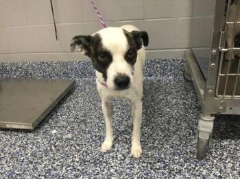 A1922698 -  Terrier and Mixed Breed Dog for Adoption in Thousand Palms, California - A1922698 | PetCurious