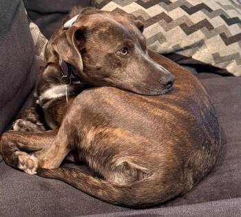 Ember -  American Staffordshire Terrier and Pit Bull Terrier Dog for Adoption in Alden, New York - Ember | PetCurious
