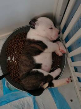 Majesty -  Pit Bull Terrier Dog for Adoption in Indianapolis, Indiana - Majesty | PetCurious