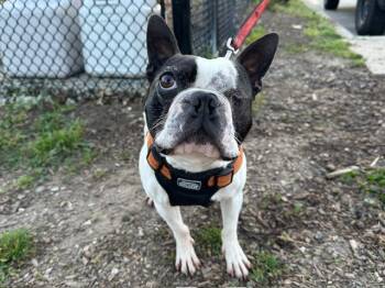 Boston Terrier Dogs Available for Adoption in Santa Cruz, California - CHABELO | PetCurious