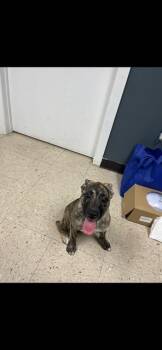 Labrador Retriever and Mixed Breed Dogs Available for Adoption in Killeen, Texas - DIVA | PetCurious