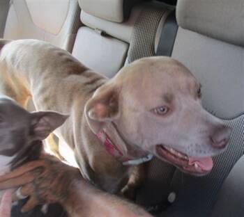 Rescue Pit Bull Terrier Dogs for Adoption in Ocala, Florida - A371638 | PetCurious