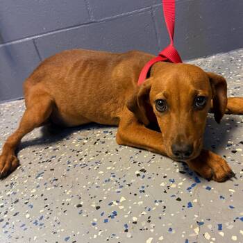 Hound Dogs Available for Adoption in Tuscaloosa, Alabama - TUSC-Stray-84219_2_3 | PetCurious